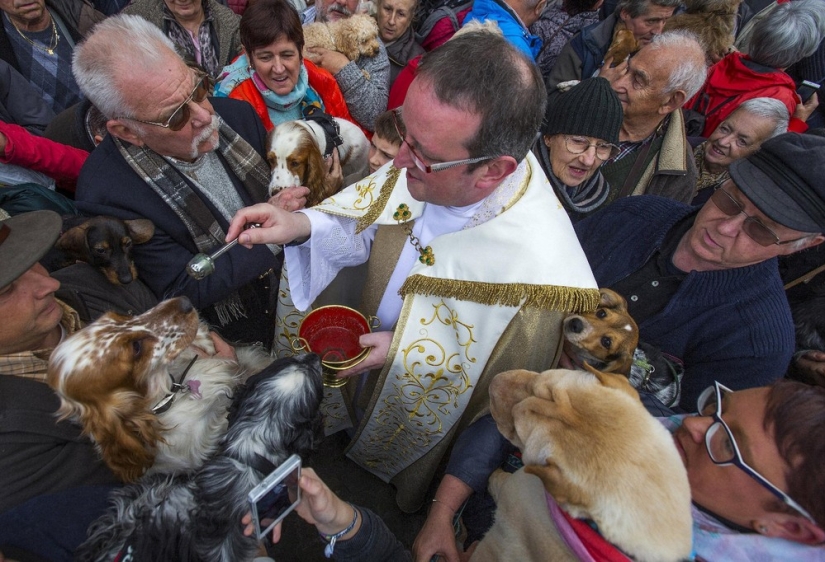 How animals are blessed in Belgium