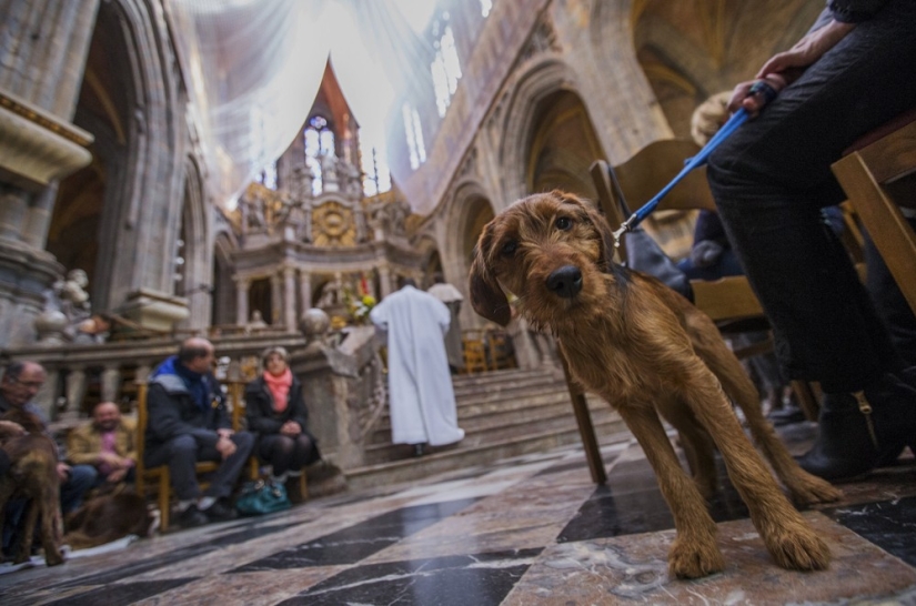 How animals are blessed in Belgium