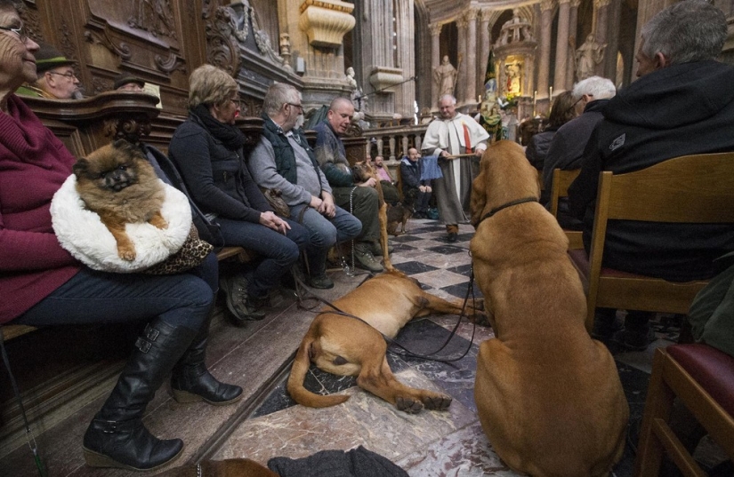 How animals are blessed in Belgium