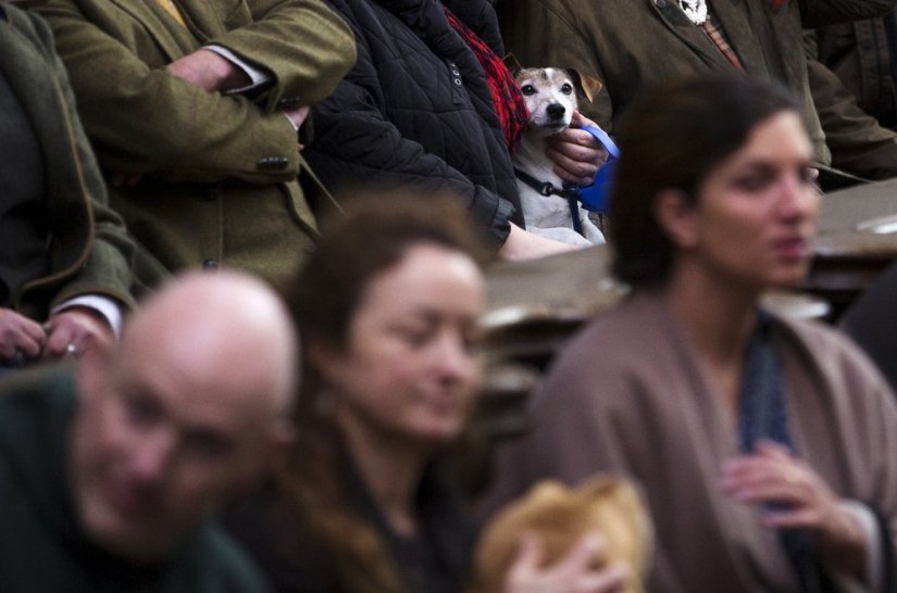 How animals are blessed in Belgium