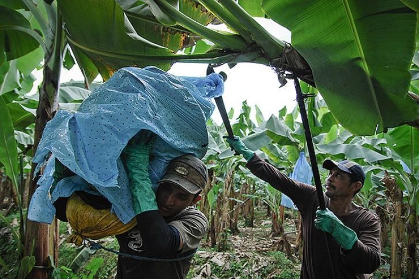 How bananas are grown and harvested