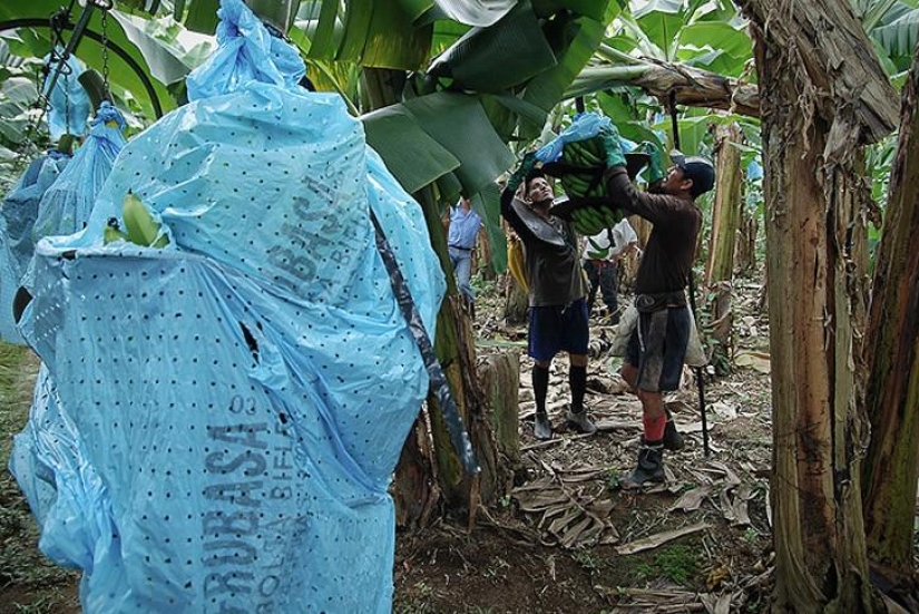 How bananas are grown and harvested