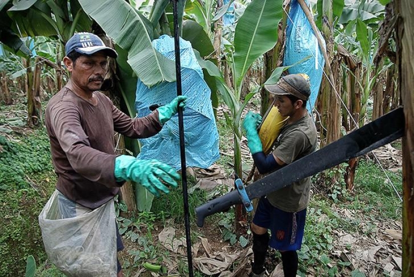 How bananas are grown and harvested
