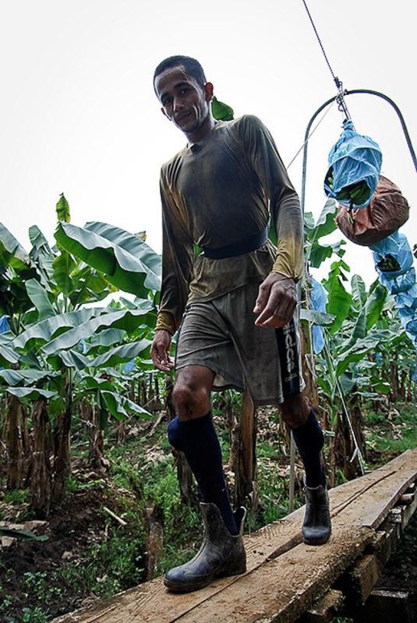 How bananas are grown and harvested