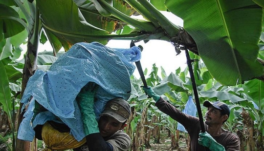 How bananas are grown and harvested