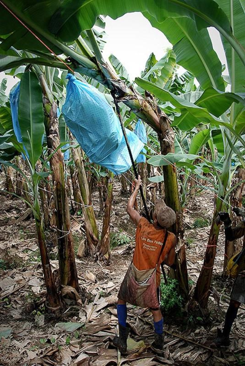 How bananas are grown and harvested