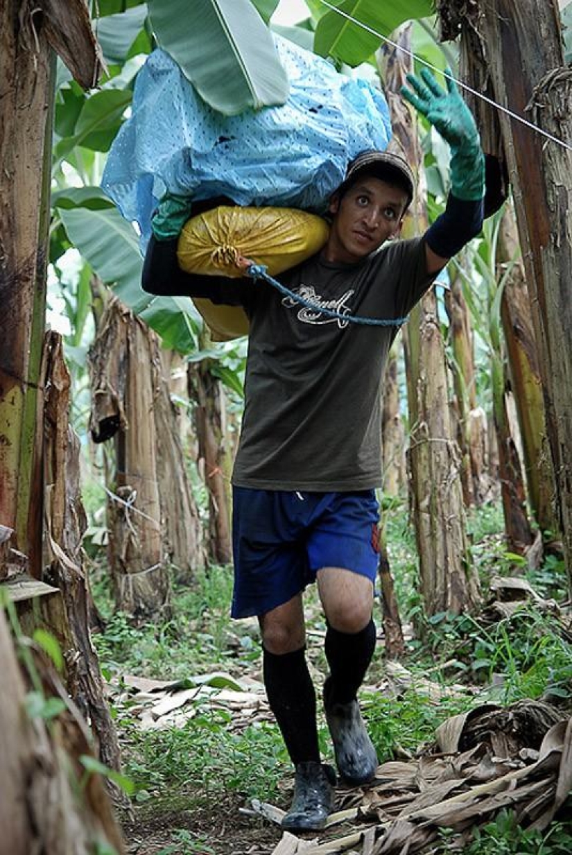 How bananas are grown and harvested