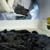 How black caviar is produced in Israel How black caviar is produced in Israel