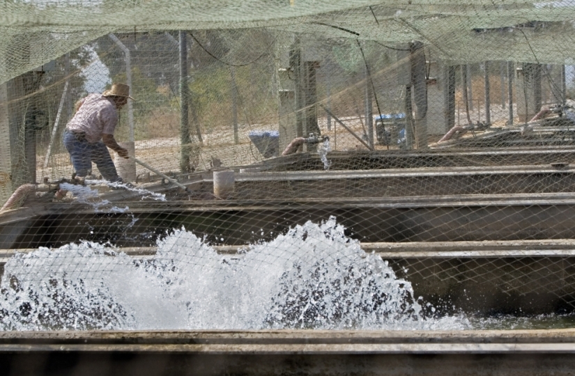 How black caviar is produced in Israel