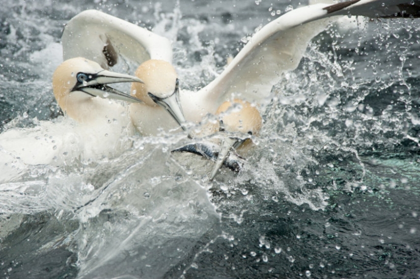 How boobies fish off the coast of the Shetland Islands How boobies fish off the coast of the Shetland Islands