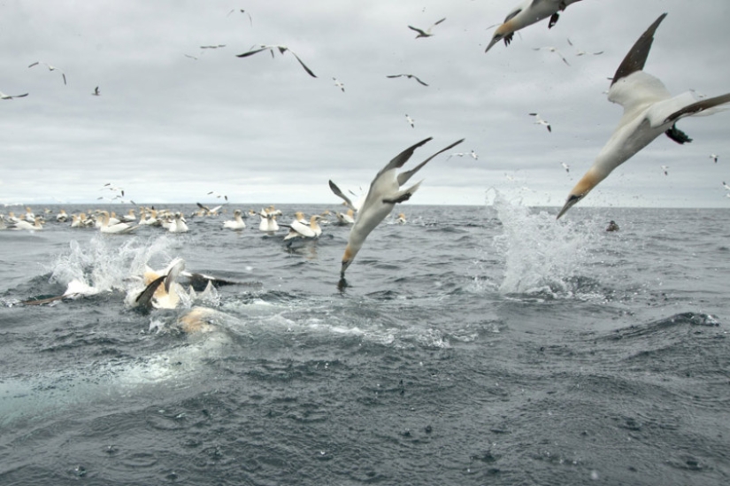 How boobies fish off the coast of the Shetland Islands How boobies fish off the coast of the Shetland Islands