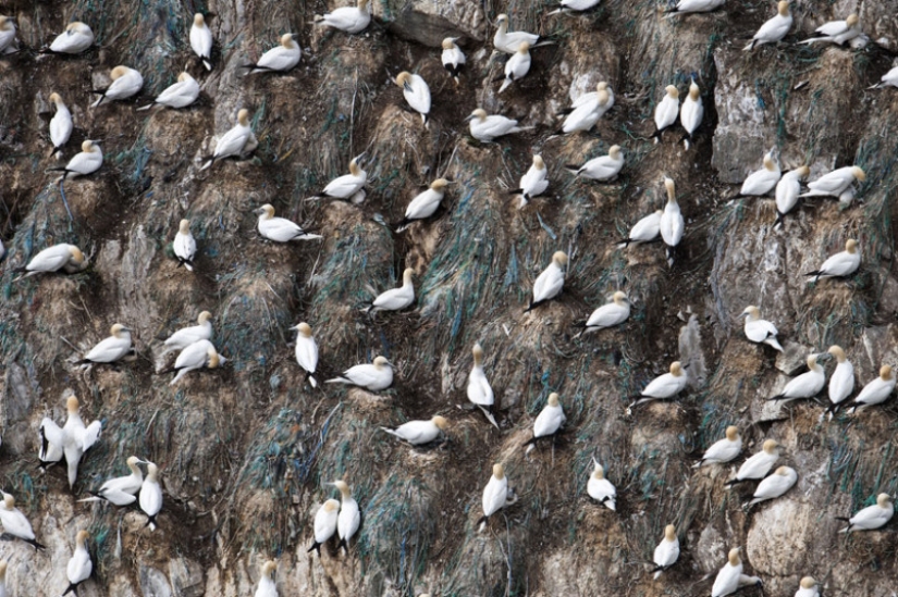 How boobies fish off the coast of the Shetland Islands How boobies fish off the coast of the Shetland Islands