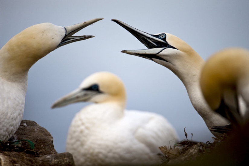 How boobies fish off the coast of the Shetland Islands How boobies fish off the coast of the Shetland Islands
