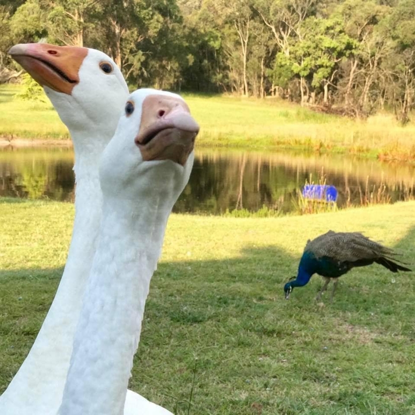 How Buying Geese Can Turn Life into a Real Hell