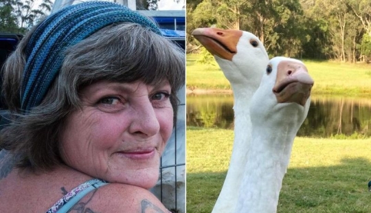 How Buying Geese Can Turn Life into a Real Hell How Buying Geese Can Turn Life into a Real Hell