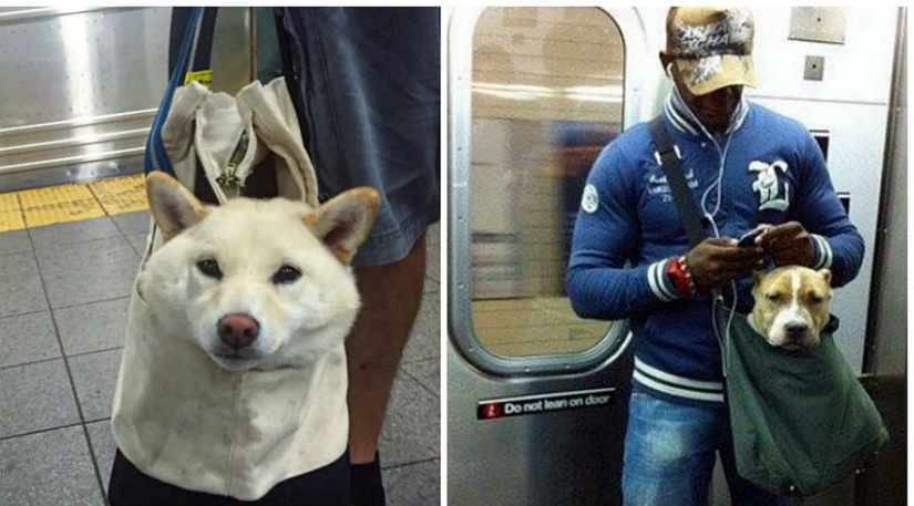 How cunning New Yorkers circumvent the ban on dogs on the subway
