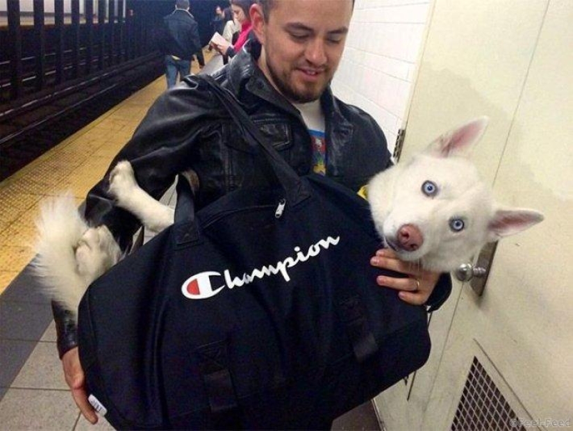 How cunning New Yorkers circumvent the ban on dogs on the subway
