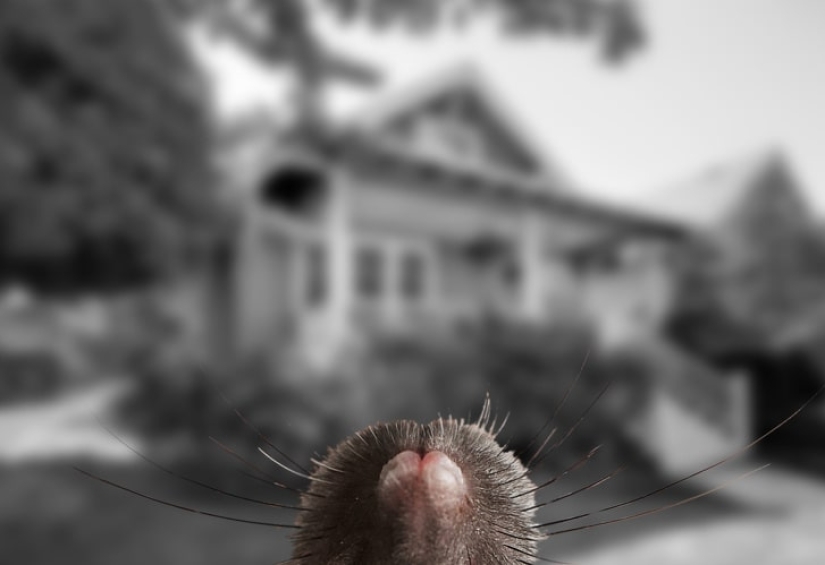 How do different animals see the world? How do different animals see the world?