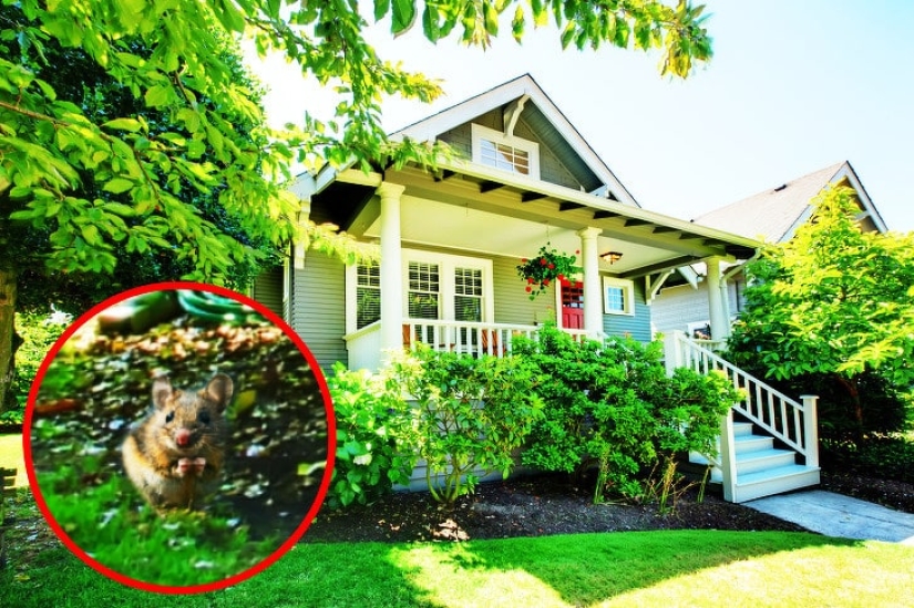 How do different animals see the world? How do different animals see the world?