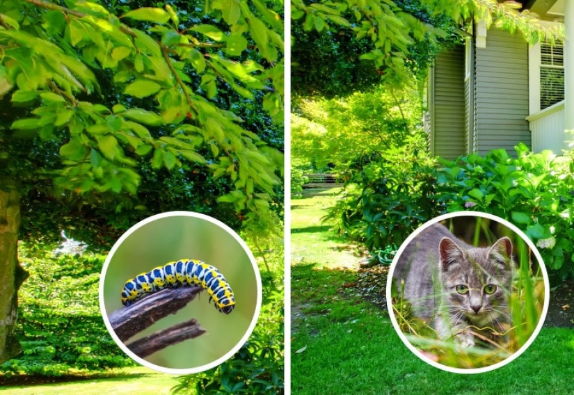 How do different animals see the world? How do different animals see the world?