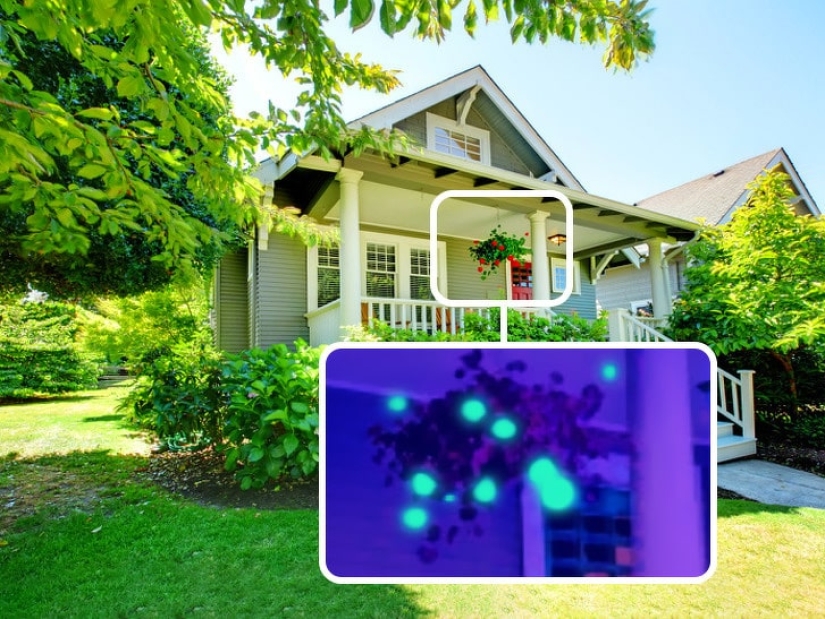 How do different animals see the world? How do different animals see the world?