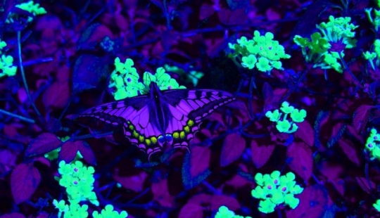 How do different animals see the world?