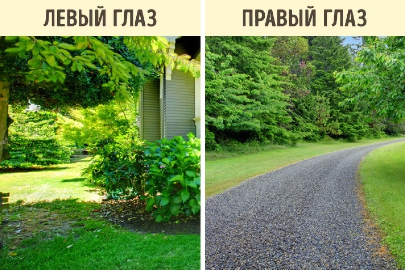 How do different animals see the world? How do different animals see the world?