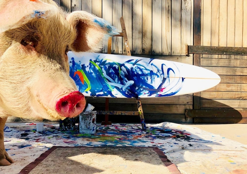 How Pigcasso lives and creates - the most gifted pig in the world How Pigcasso lives and creates - the most gifted pig in the world