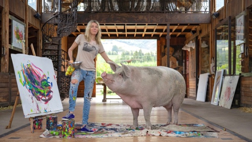 How Pigcasso lives and creates - the most gifted pig in the world How Pigcasso lives and creates - the most gifted pig in the world
