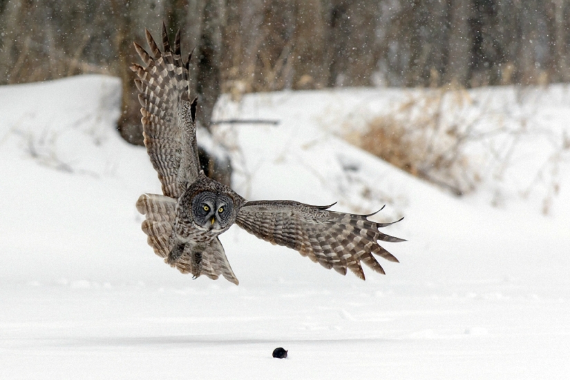 How the owl caught the mouse How the owl caught the mouse