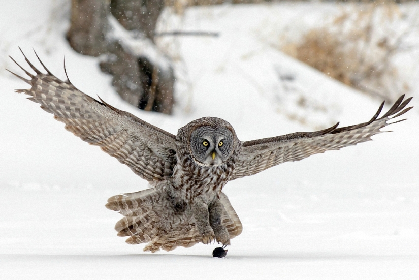 How the owl caught the mouse How the owl caught the mouse