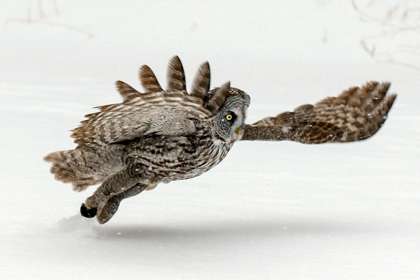 How the owl caught the mouse How the owl caught the mouse