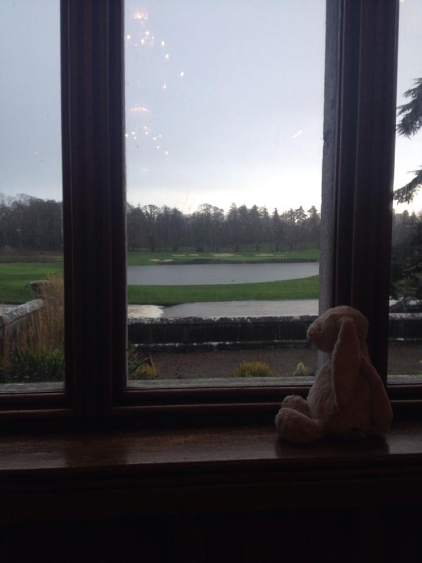 How the rabbit found his family and became a Facebook star at the same time How the rabbit found his family and became a Facebook star at the same time