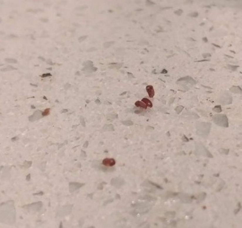 How to get rid of 7 types of pests that invade your home