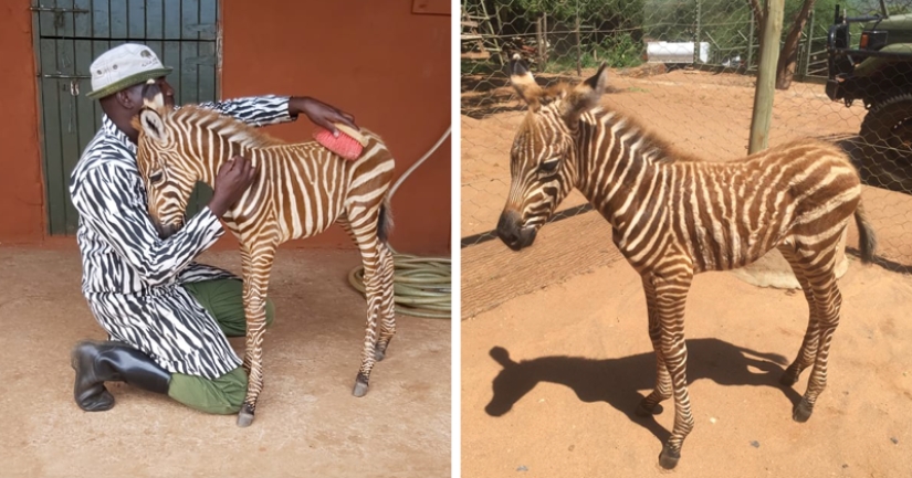 How to save a little zebra from death: a recipe from Kenya