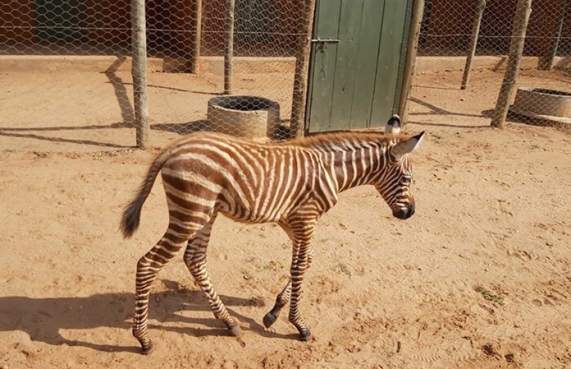 How to save a little zebra from death: a recipe from Kenya