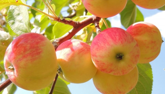 How to strengthen the heart? Affordable foods for heart and vascular health How to strengthen the heart? Affordable foods for heart and vascular health