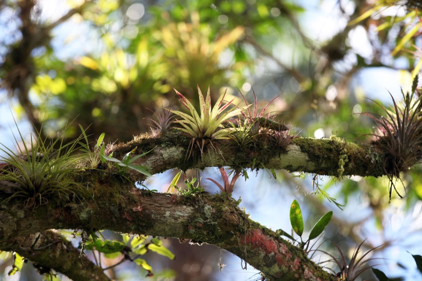 How traveling through the jungle helped an eight-year-old artist with autism