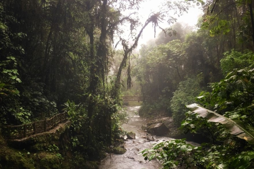 How traveling through the jungle helped an eight-year-old artist with autism