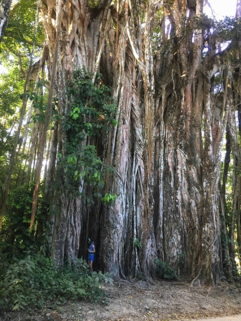 How traveling through the jungle helped an eight-year-old artist with autism