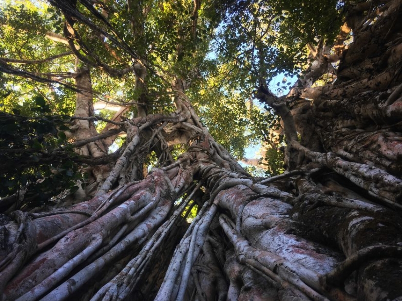 How traveling through the jungle helped an eight-year-old artist with autism