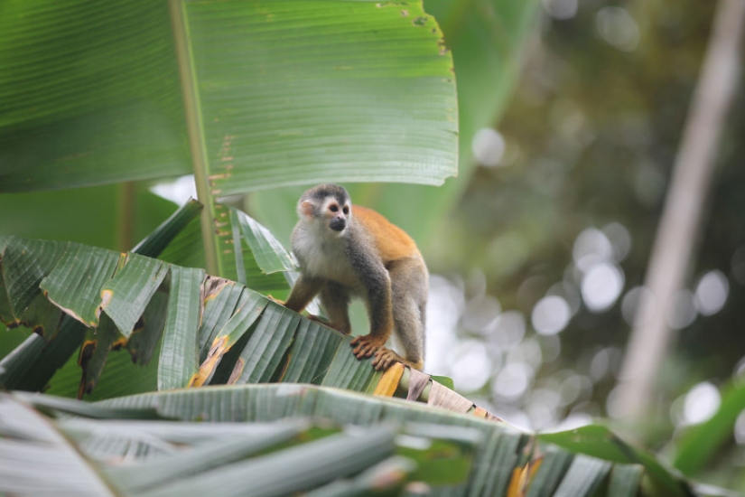 How traveling through the jungle helped an eight-year-old artist with autism