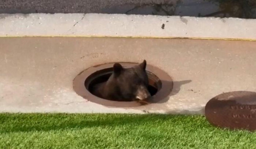 How utilities in the US found an "uninvited guest" in the sewer How utilities in the US found an "uninvited guest" in the sewer
