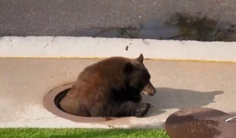 How utilities in the US found an "uninvited guest" in the sewer How utilities in the US found an "uninvited guest" in the sewer