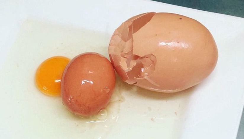 Huevo de Matryoshka: un enorme huevo de gallina con una sorpresa en su interior fue descubierto en Australia