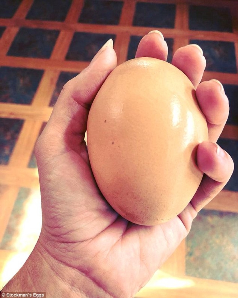 Huevo de Matryoshka: un enorme huevo de gallina con una sorpresa en su interior fue descubierto en Australia