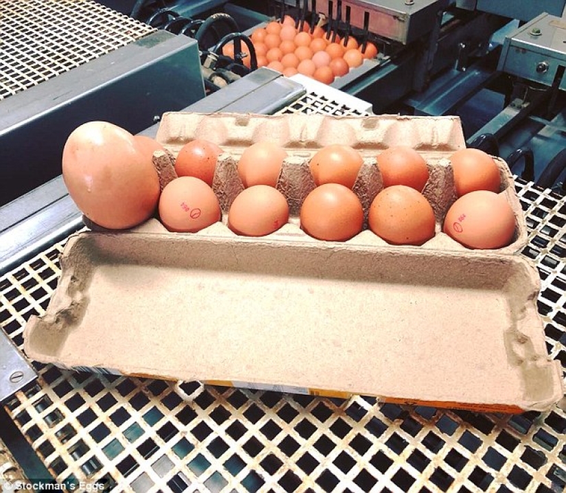 Huevo de Matryoshka: un enorme huevo de gallina con una sorpresa en su interior fue descubierto en Australia