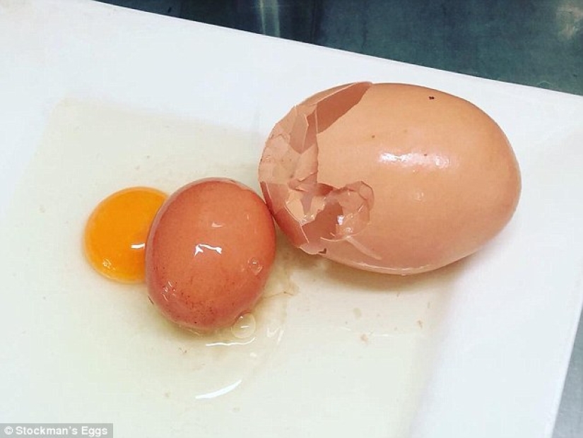 Huevo de Matryoshka: un enorme huevo de gallina con una sorpresa en su interior fue descubierto en Australia