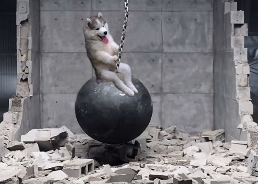 Husky atrapado en un cocotero se ha convertido en un popular héroe de Internet Husky atrapado en un cocotero se ha convertido en un popular héroe de Internet