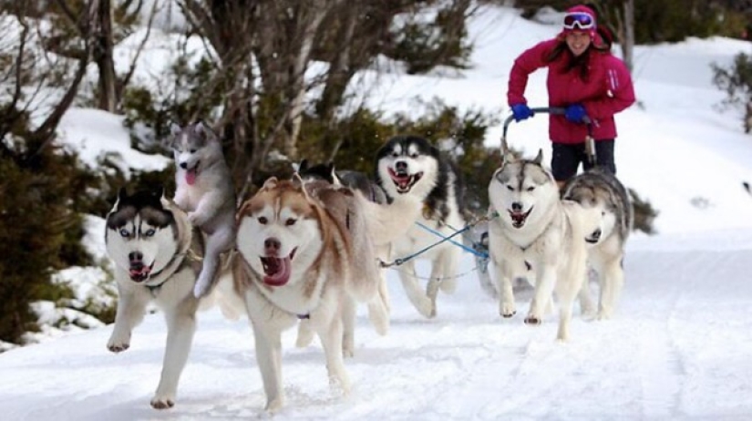 Husky atrapado en un cocotero se ha convertido en un popular héroe de Internet Husky atrapado en un cocotero se ha convertido en un popular héroe de Internet
